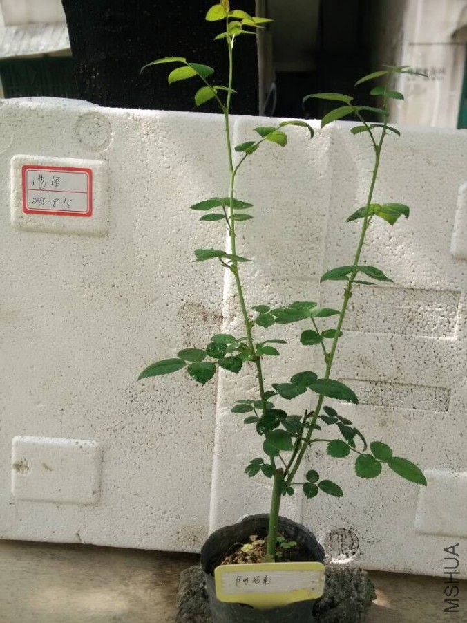 QQͼƬ20150815152200.jpg