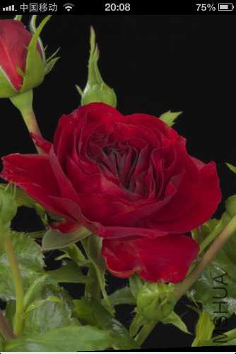image.jpg
