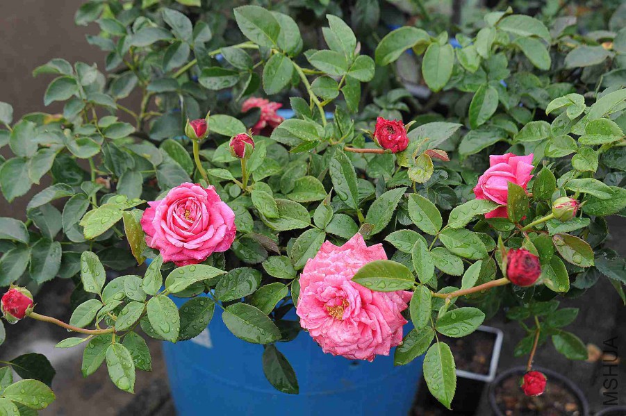 DSC_5427_����.jpg