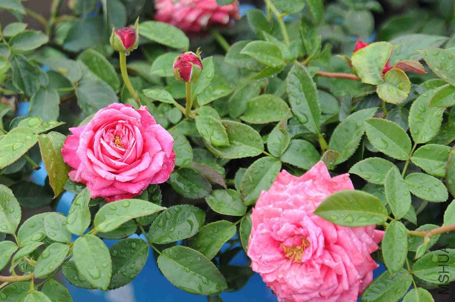DSC_5430_����.jpg