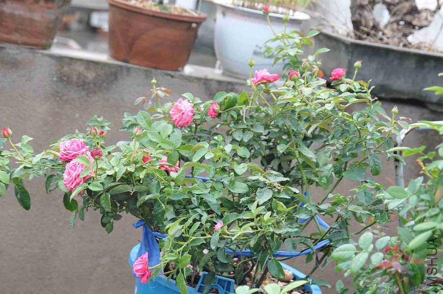 DSC_5431_����.jpg