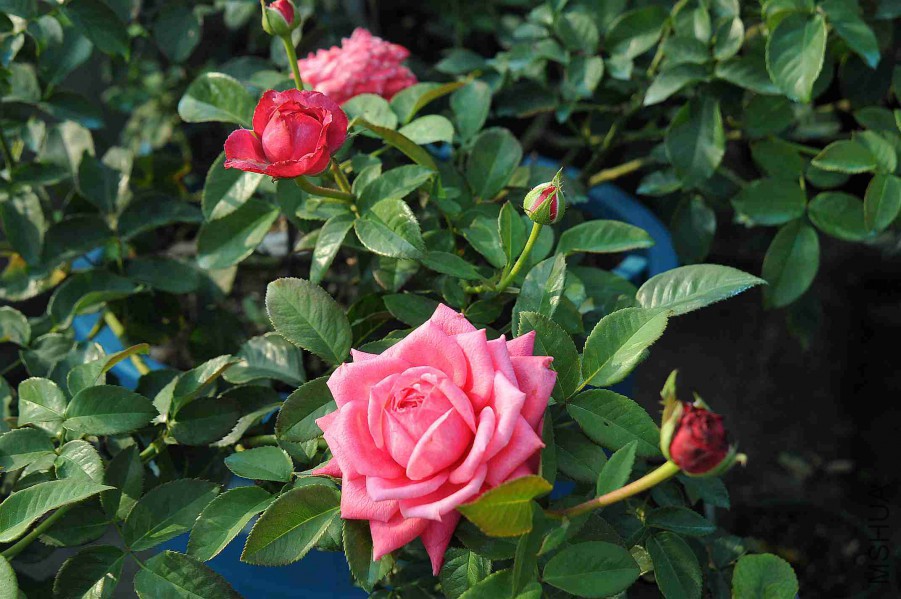 DSC_5290_����.jpg