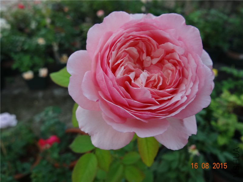 DSC04750.jpg