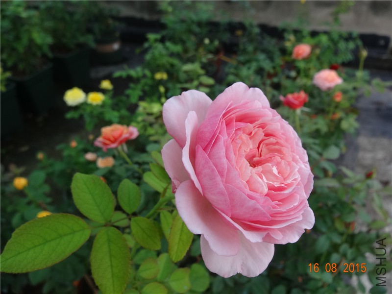 DSC04803.jpg