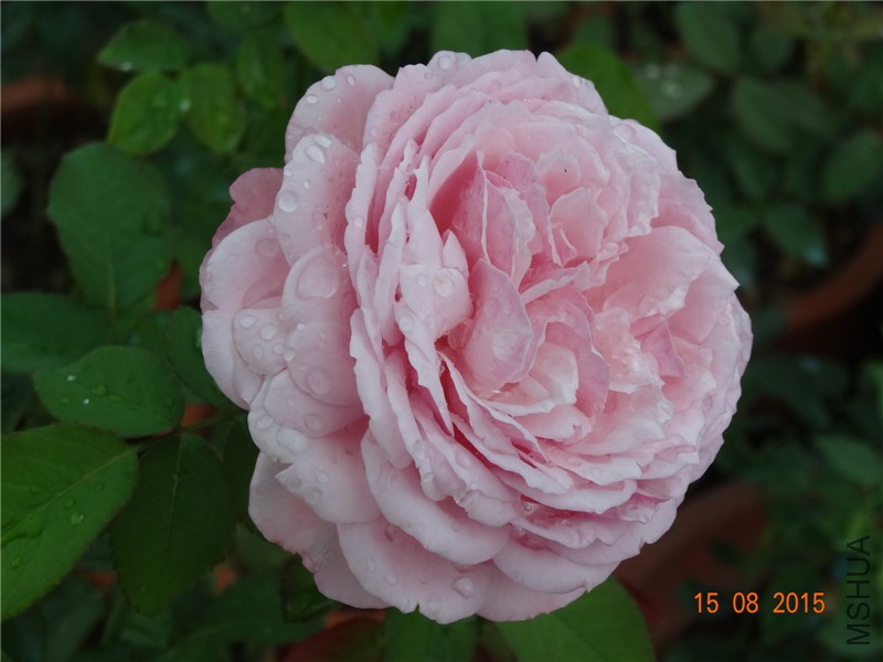 DSC04708.jpg