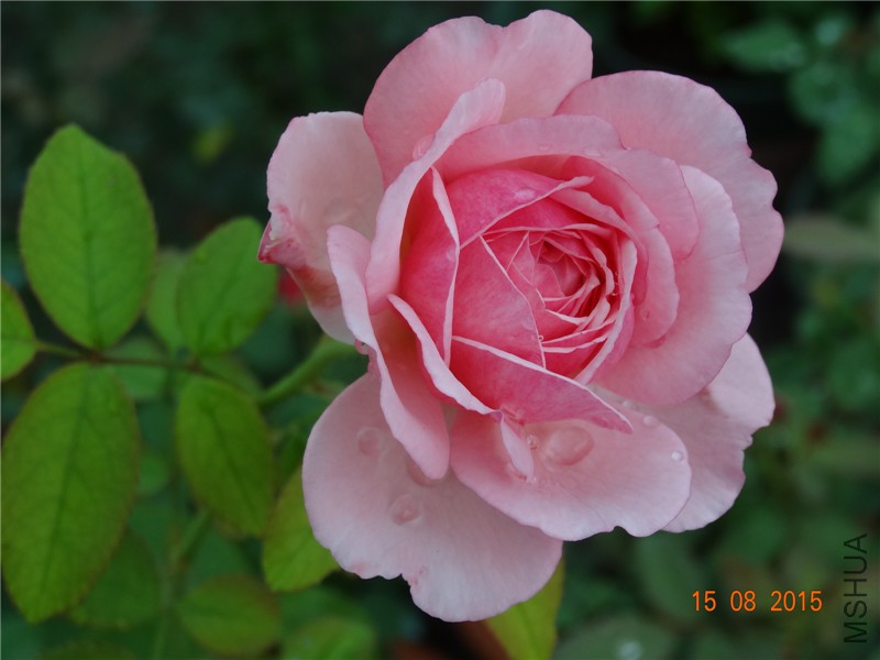 DSC04709.jpg