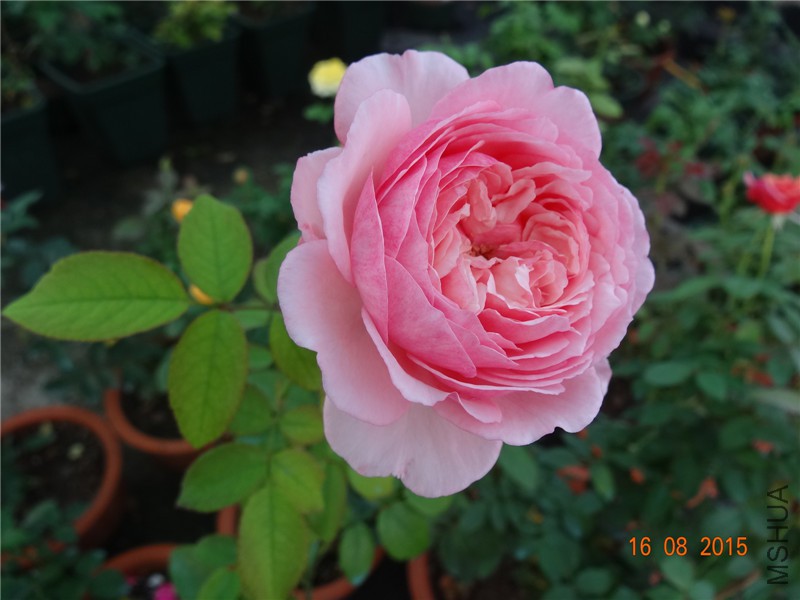 DSC04747.jpg