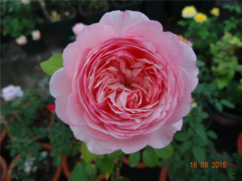 DSC04746.jpg