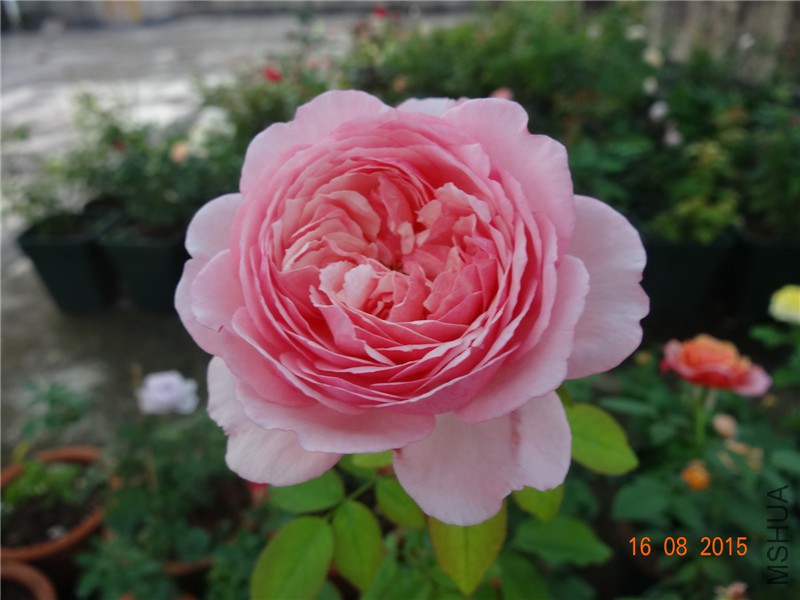 DSC04748.jpg