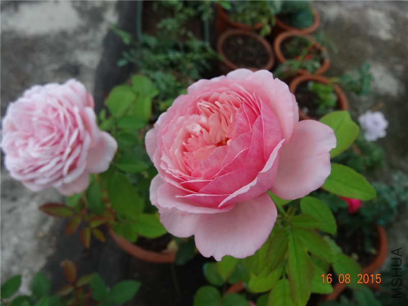 DSC04749.jpg