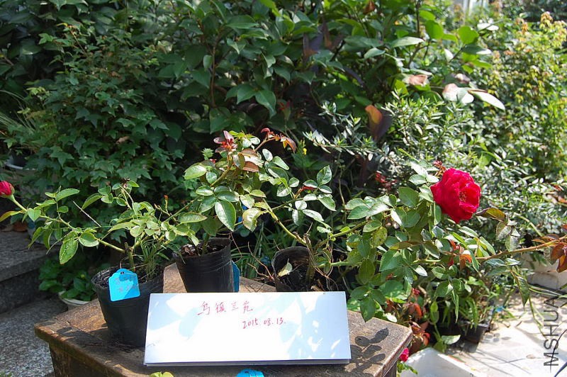 DSC_00040004.JPG