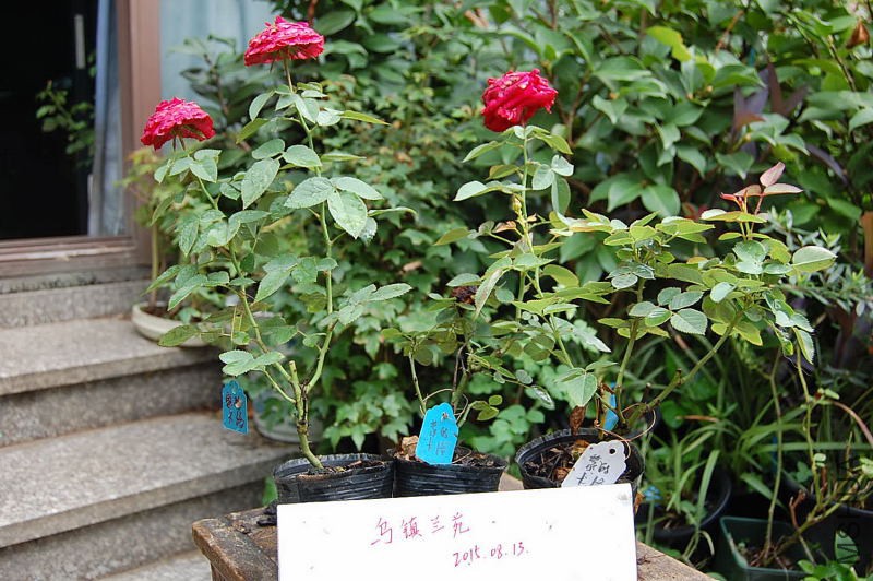 DSC_00260026.JPG