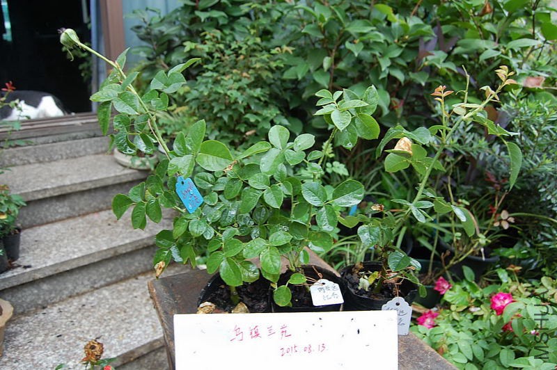 DSC_00300030.JPG