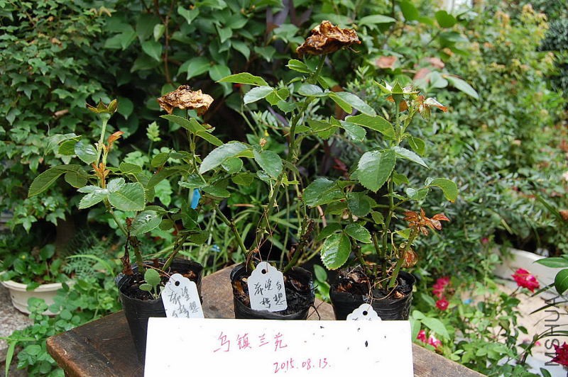 DSC_00320032.JPG
