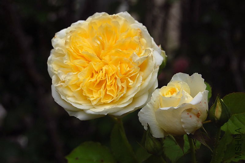 DSC_00550055.JPG