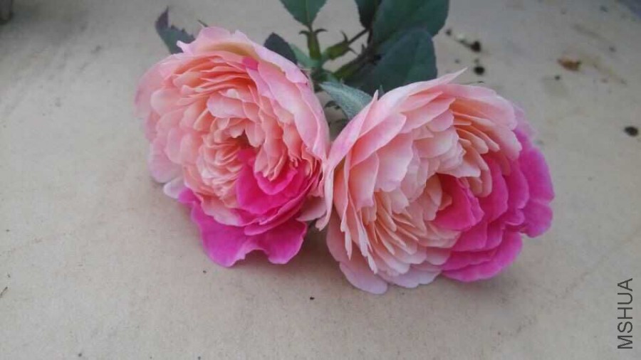 QQͼƬ20150713111411.jpg