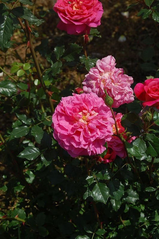 DSC_07650765.JPG