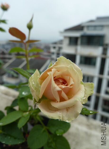 QQͼƬ20150816152011.jpg