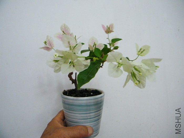 ΢��07 11 001.jpg