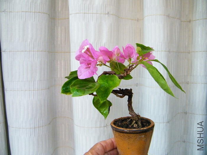 ΢��08 12 006.jpg