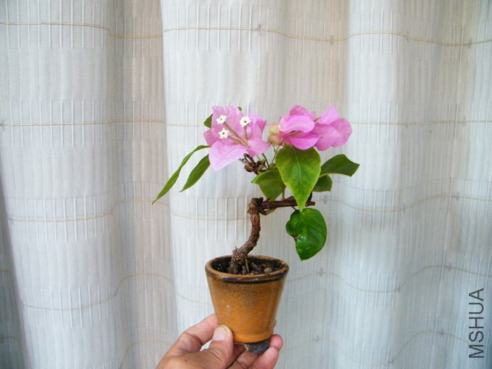 ΢��08 12 007.jpg