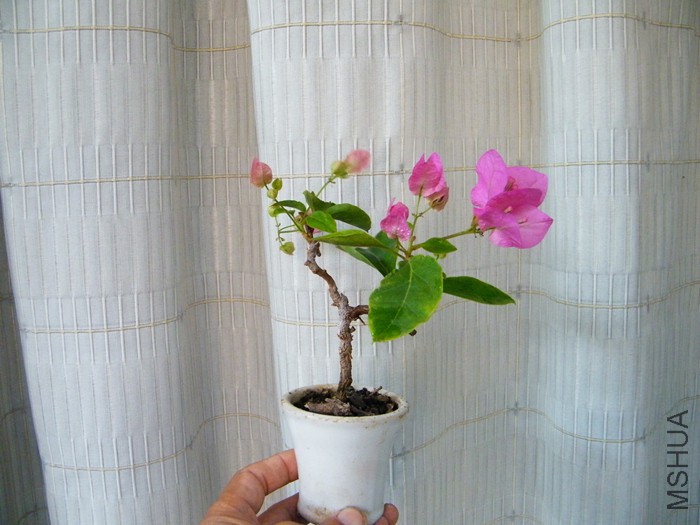 ΢��08 12 008.jpg