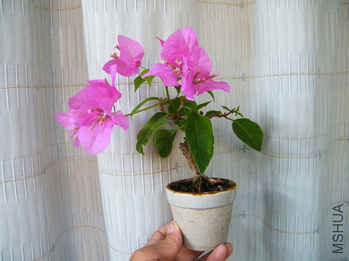 ΢��08 12 010.jpg