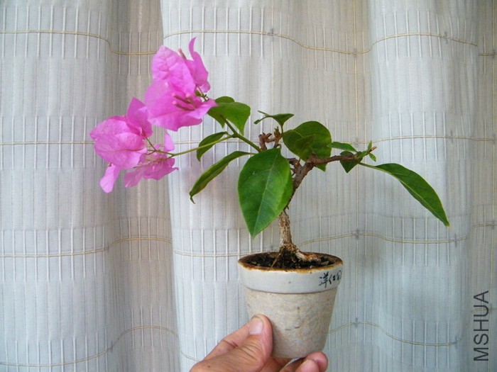 ΢��08 12 012.jpg