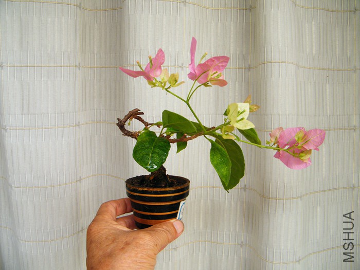 ΢��08 12 014.jpg
