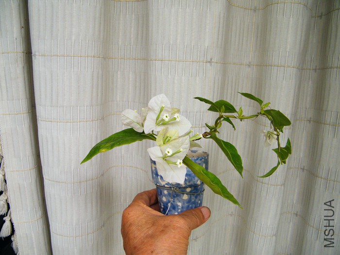 ΢��08 12 024.jpg
