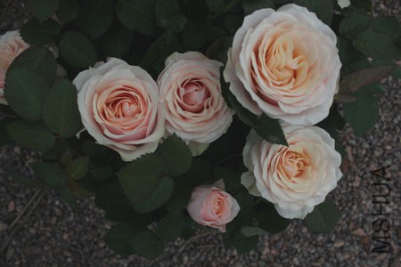 963.jpg