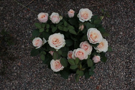 964.jpg