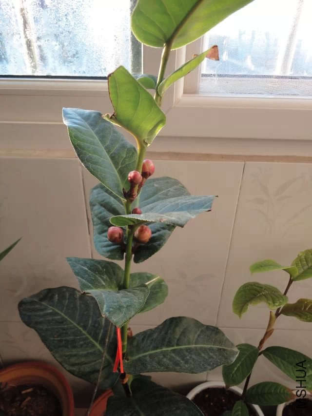 ����ȥ�궬�����Ƭ