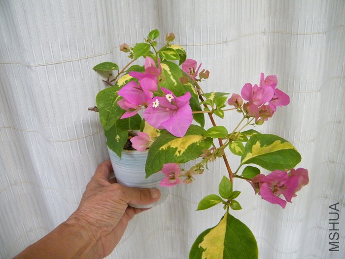 ΢��08 17 005.jpg