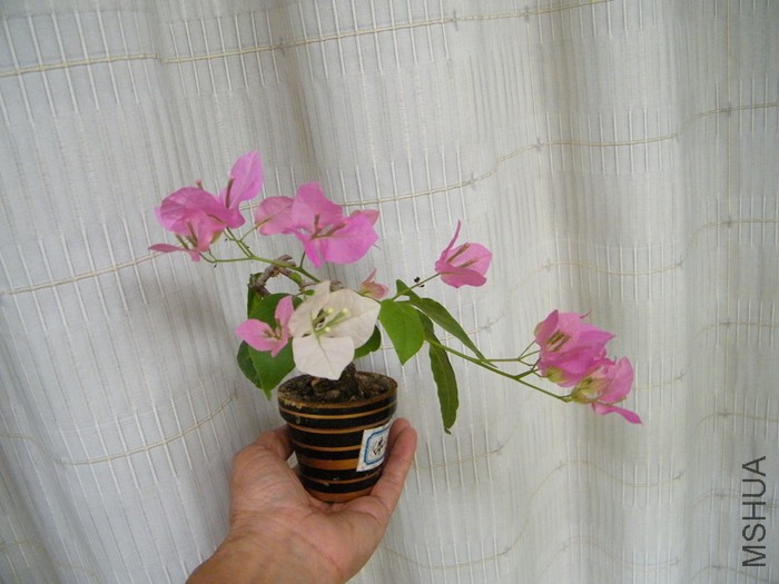 ΢��08 17 009.jpg