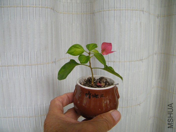 ΢��08 17 003.jpg