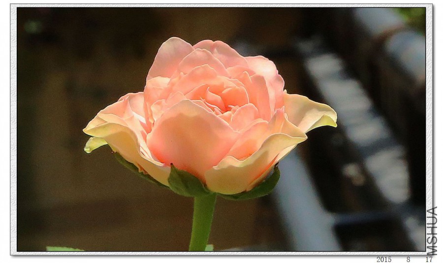 2015081707.jpg