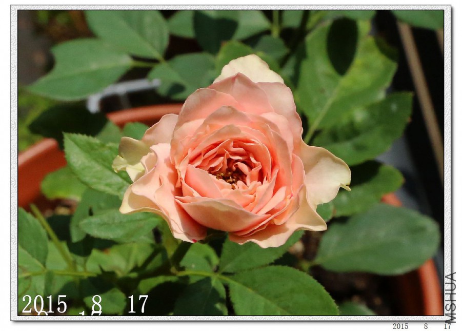 2015081705.jpg