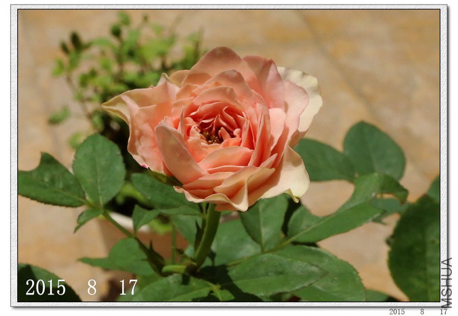 2015081704.jpg