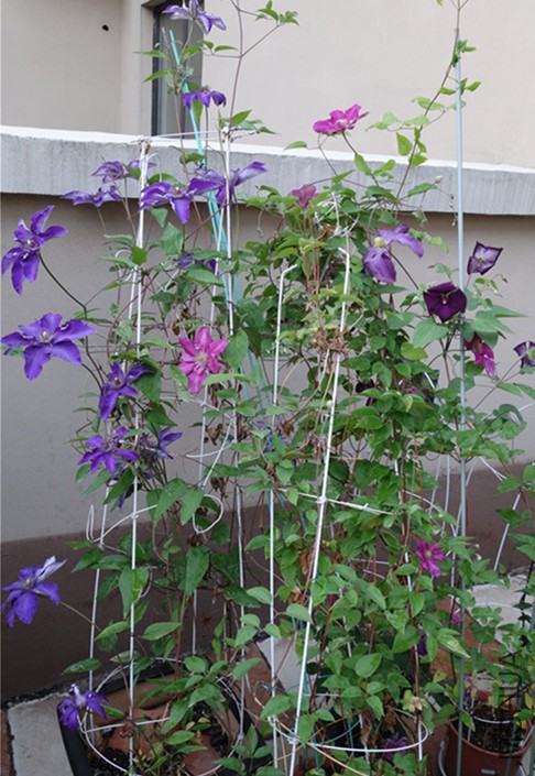 flower2015 1397.jpg