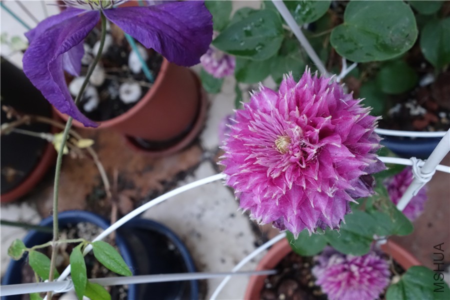 flower2015 1407.jpg
