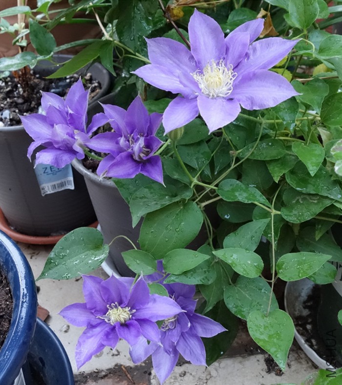 flower2015 1393.jpg