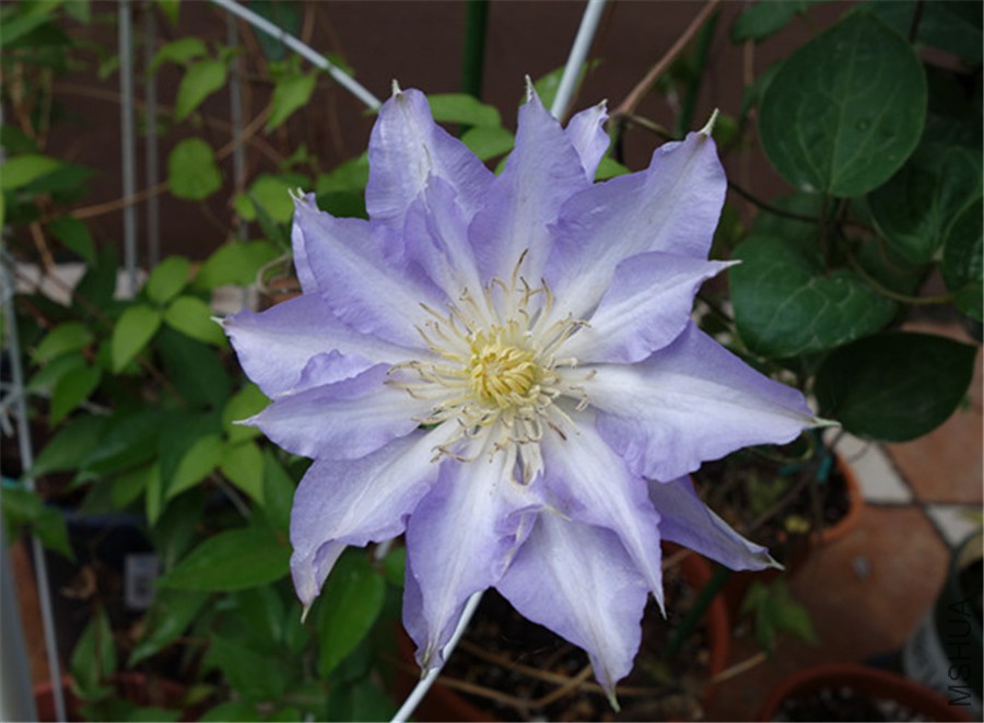 flower2015 1492.jpg