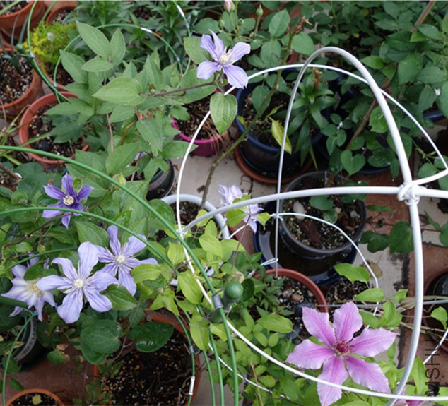 flower2015 1498.jpg
