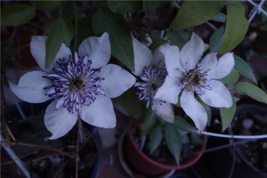 flower2015 1643.jpg