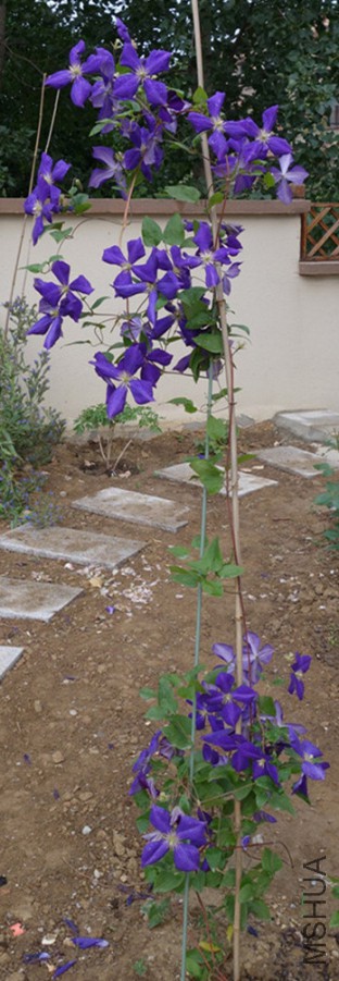flower2015 1597.JPG