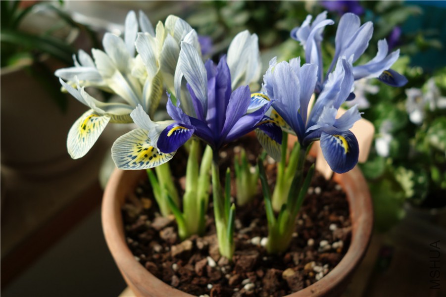flower2015 1228.jpg