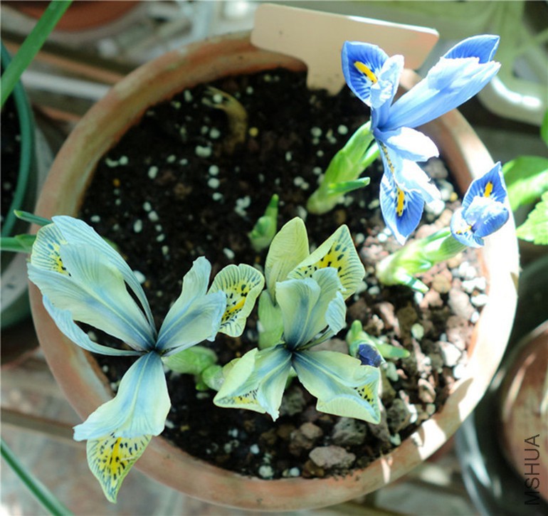 flower2015 1192.jpg
