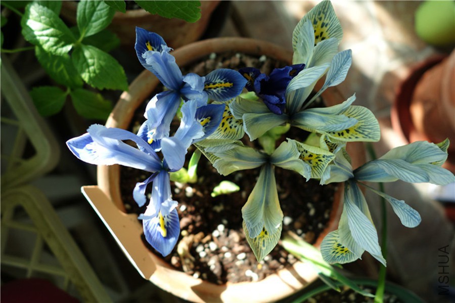 flower2015 1207.jpg