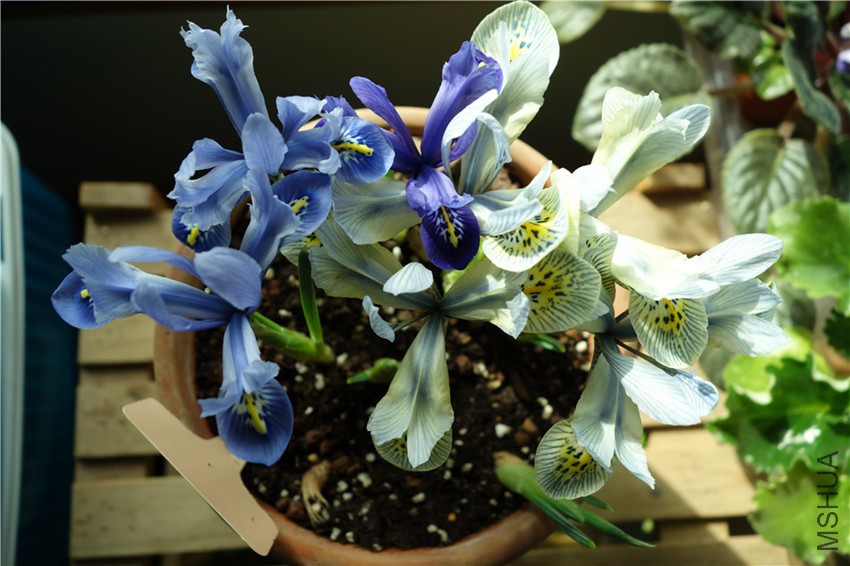 flower2015 1220.jpg